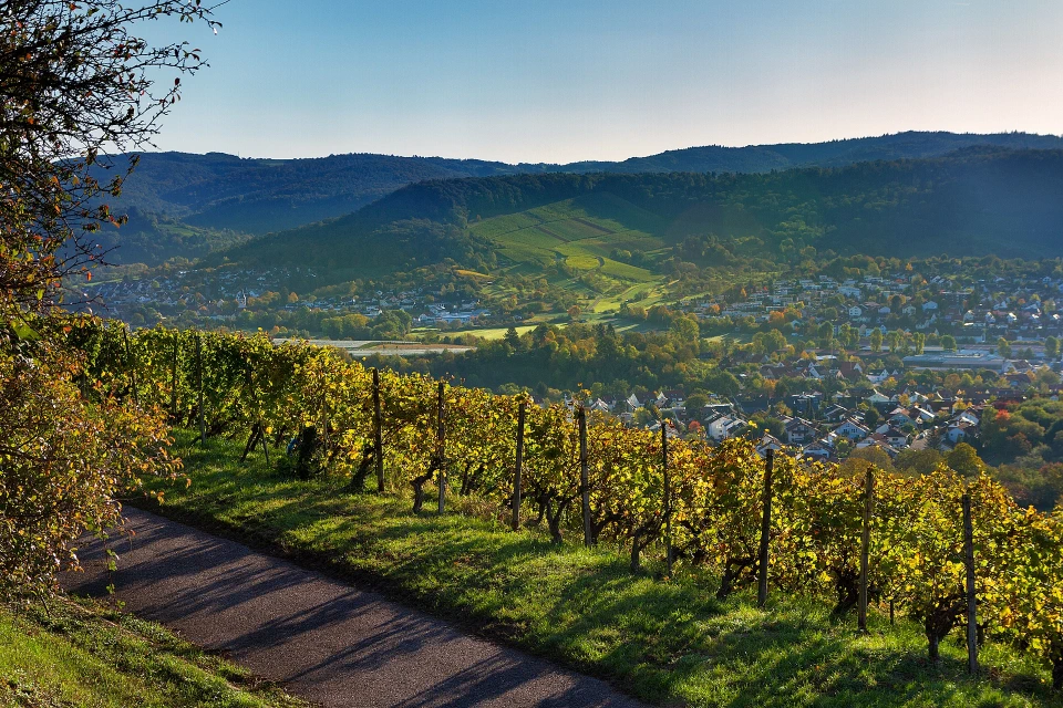Stuttgarter Weinberge