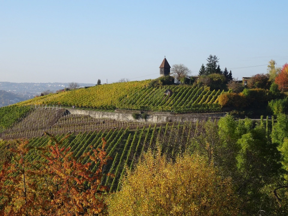 Stuttgarter Weinberge